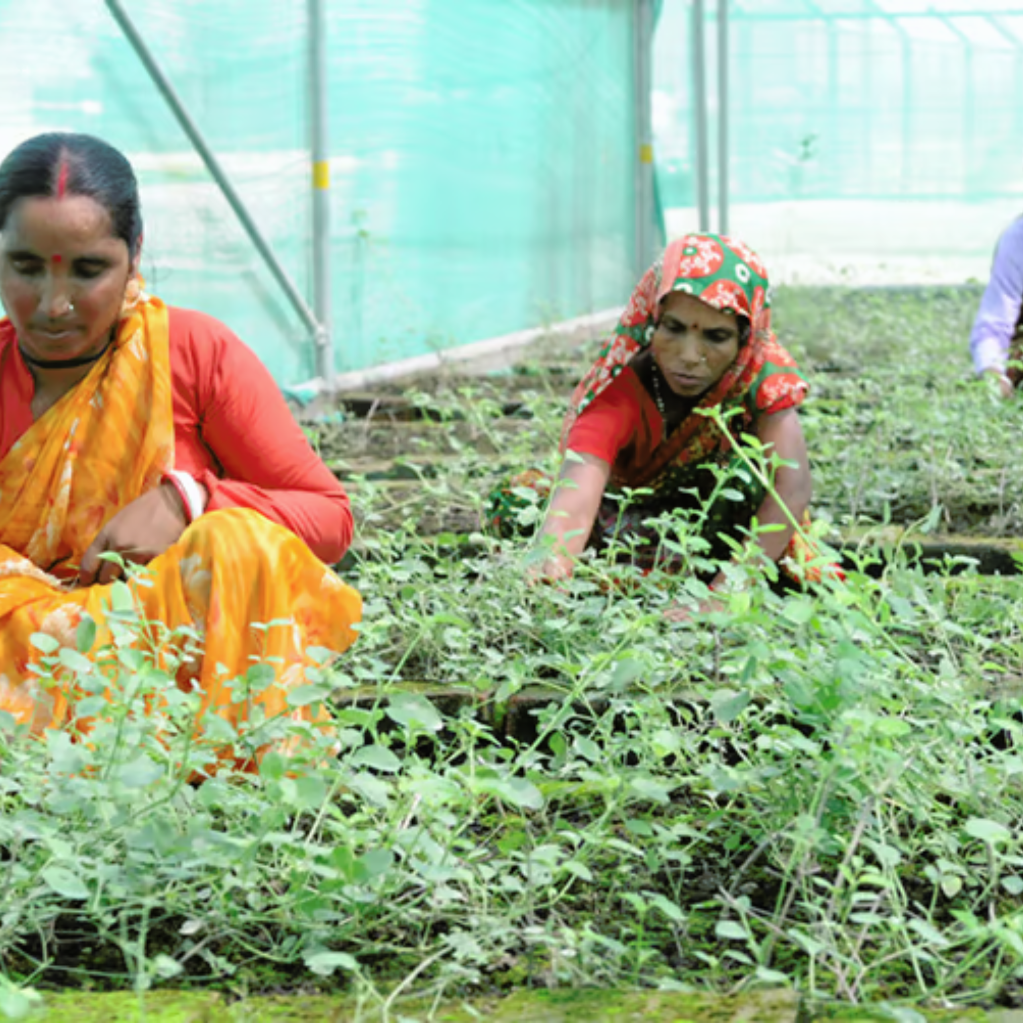 Improving the Medicinal Plants Sector
